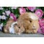 Puzzle Porcusor De Guinea Si Iepuras, 2X12 Piese Ravensburger - 1